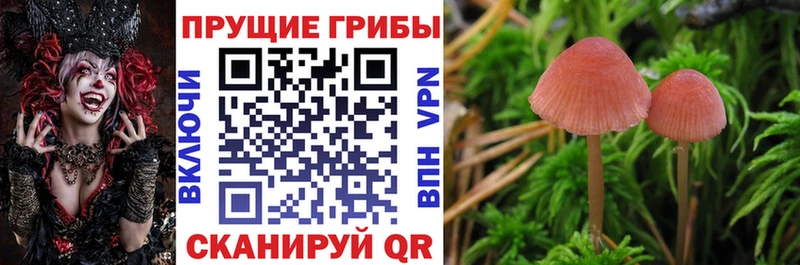 Галлюциногенные грибы прущие грибы  Багратионовск 